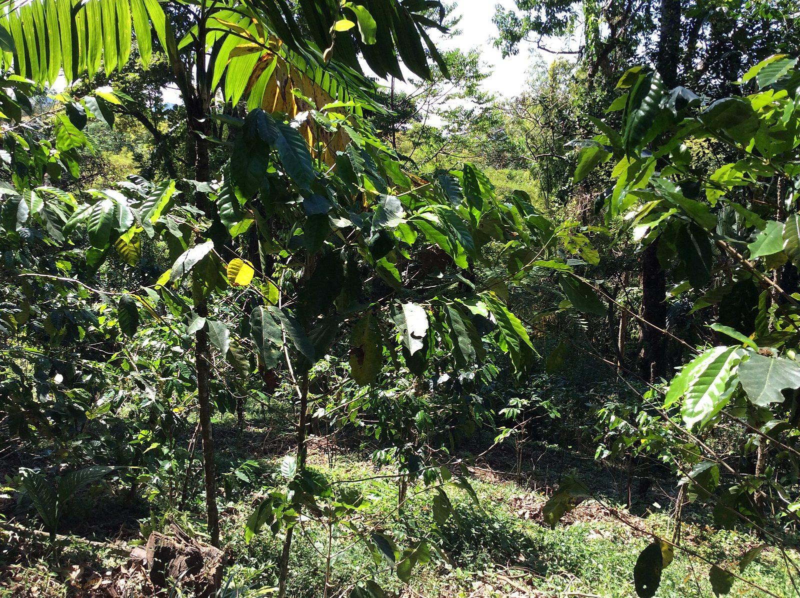 Cafetos en la finca Argovia, en la sierra del Soconusco